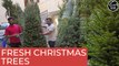 Christmas tree prices dropped 25 to 40 per cent in Dubai this year