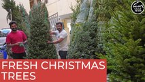 Christmas tree prices dropped 25 to 40 per cent in Dubai this year