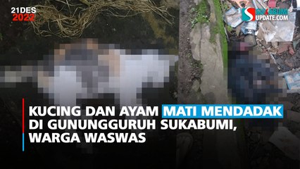 Kucing dan Ayam Mati Mendadak di Gunungguruh Sukabumi, Warga Waswas