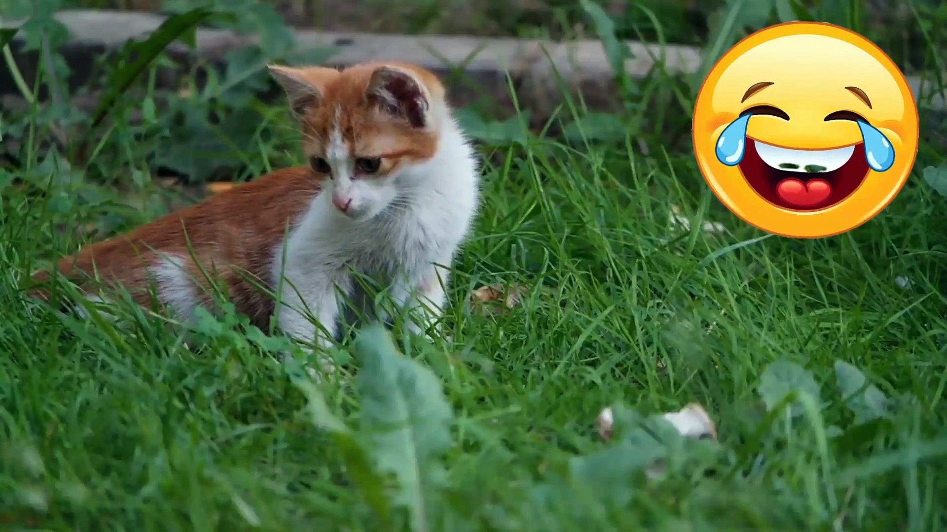 Funny cat | Funny Cat | Funny cat videos