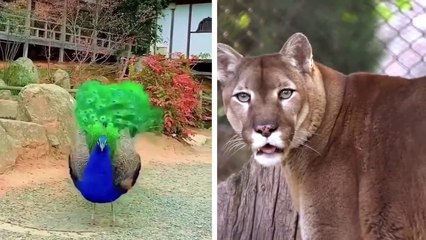 20 Scary Robotic Animals You Must See!