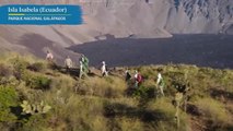 Una expedición al volcán Wolf ve por primera vez las iguanas rosadas de Galápagos