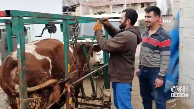 Hayvanlara 'Nalbulans' ile manikür-pedikür bakımı