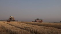 Global wheat shortages push countries to self-sufficiency
