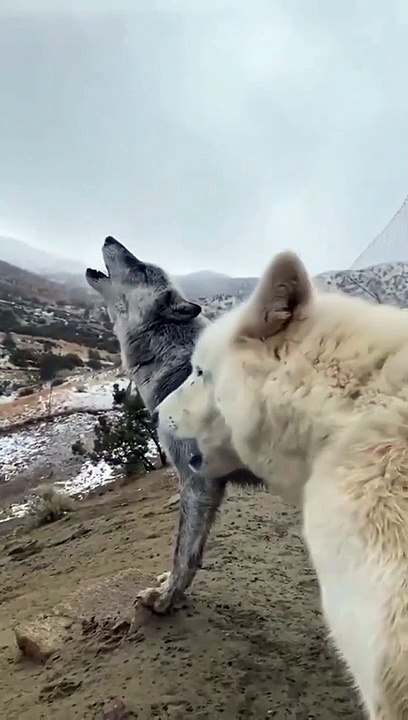 wolflove