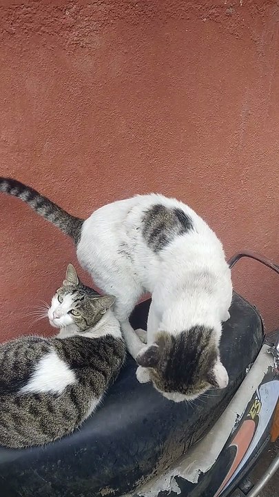 Two lovely cats are on