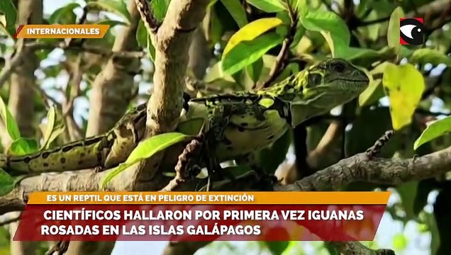 Científicos hallaron por primera vez iguanas rosadas en las Islas Galápagos
