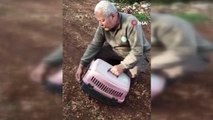 Emekli polisin kapanla yakaladığı tilki, doğaya salındı