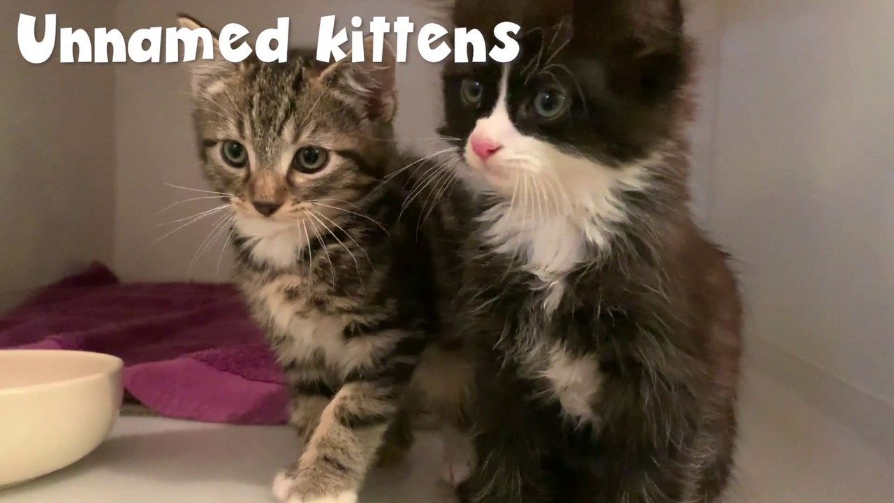 These 11 cats are  looking for a home in South Tyneside or Sunderland