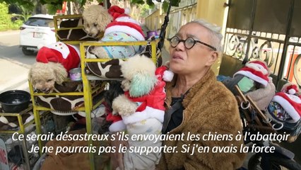 Au Vietnam, le tuk tuk de Madame Quy défie la culture de la viande de chien