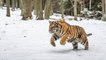 Qui est le tigre de Sibérie, menacé d'extinction?