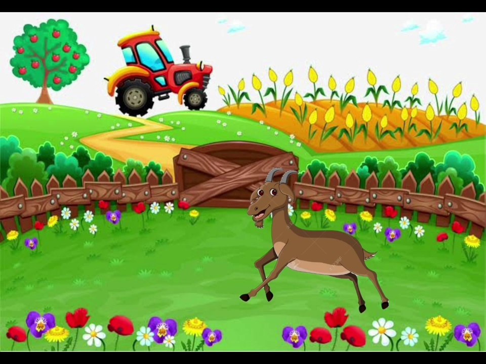 Mengenal Nama dan Suara Hewan ternak