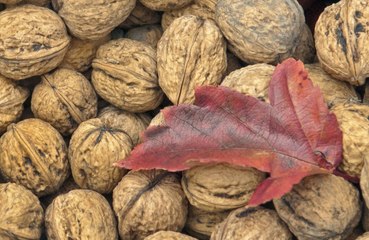 Walnuts reduce stress for university students, study shows