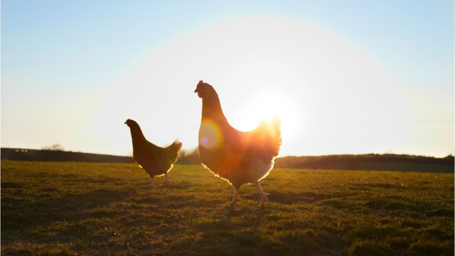 Rekordverdächtige Peanut : Ältestes Huhn der Welt auf dem Weg ins Guinness-Buch der Rekorde?