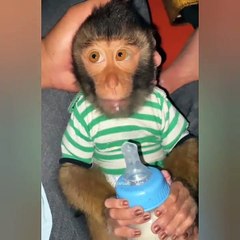 Biberondan süt içen maymun