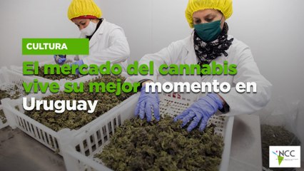 El mercado del cannabis vive su mejor momento en Uruguay