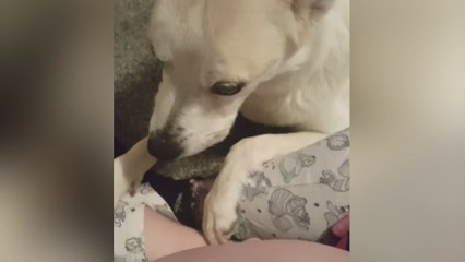 Brave rescue dog stayed by the side of owner while she battled through difficult pregnancy