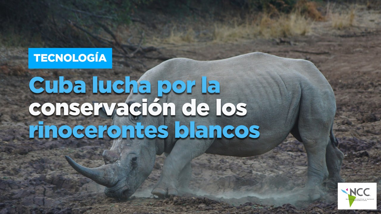 Cuba lucha por la conservación de los rinocerontes blancos