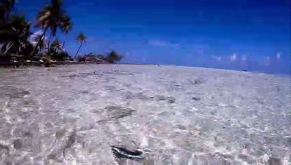 Sharks Swim in Shallow Water