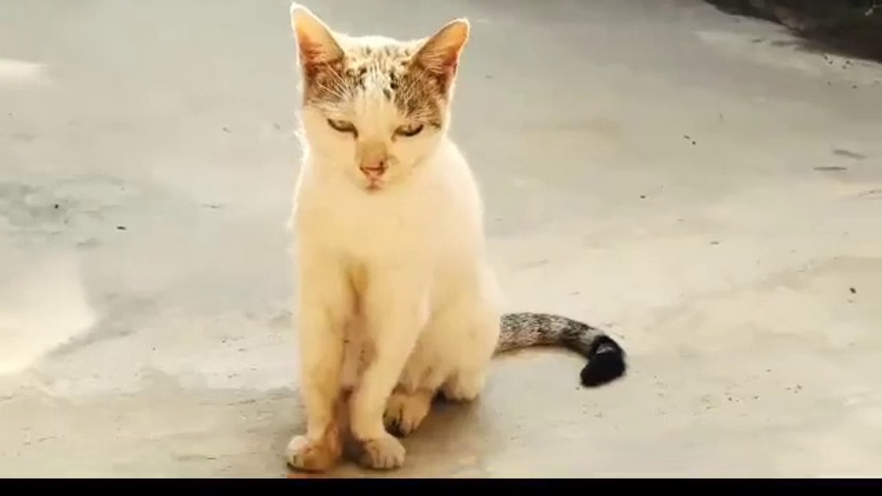 Baby_and_cat_fun(360P)