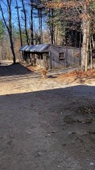 Golden Retriever Puppy Brings Flowers