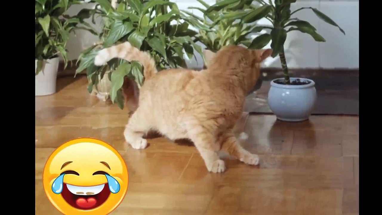 Funny Cat | Funny cat videos
