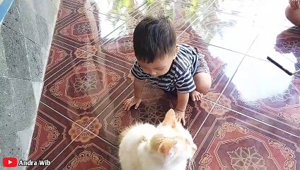 kucing emas solok bermain setelah mandi #v1