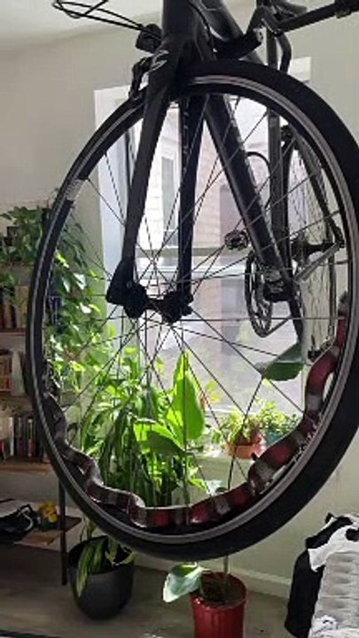 Corn Snake Wraps Itself Throughout Bike Tire