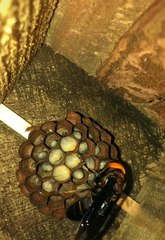king bee #shorts