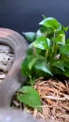 big cobra in jungle #shorts