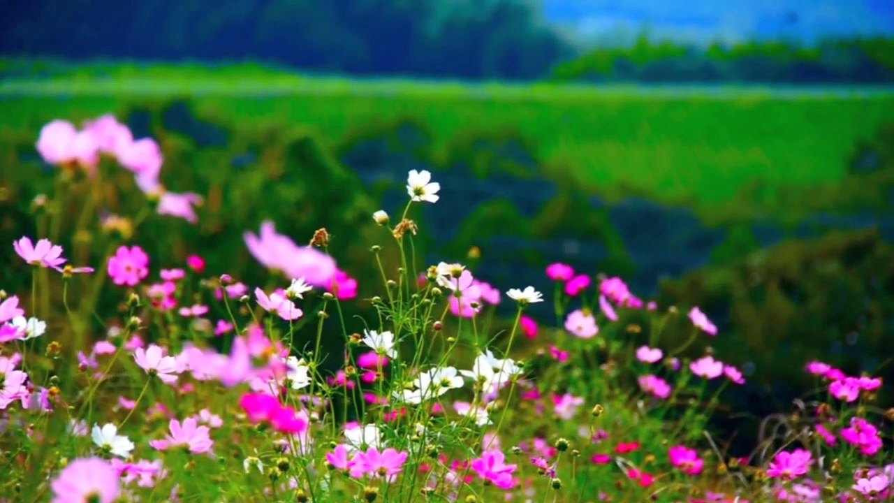 Nature Beauty video