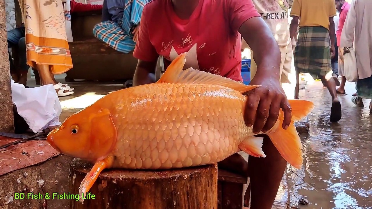 Never Seen!!! Big Carp Fish Cutting Live In Fish Market _ Fish Cutting Skills