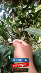 Kapoor fol testing || কর্পূর গাছ ||Camphor Tree