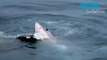 Shark filmed feasting on dead whale carcass in Port Lincoln, SA