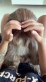 Brushing a Well-Mannered Shih Tzu