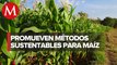 Sader promueve manejo fitosanitario del cultivo del maíz con feromonas