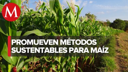 Sader promueve manejo fitosanitario del cultivo del maíz con feromonas