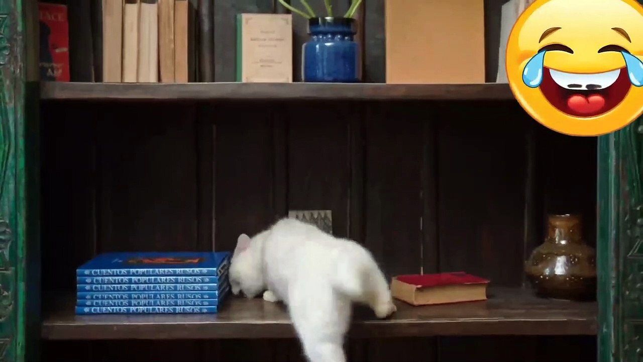 Funny Cat | Funny cat videos
