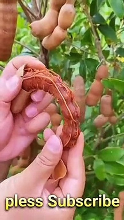 Halthy fruit