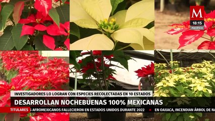 Investigadores mexicanos desarrollan nuevas variedades de nochebuenas
