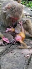 Monkey mother pets baby