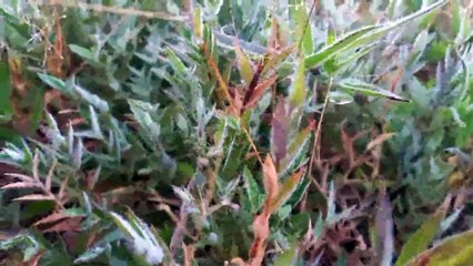 เลยยังหนาวจัด ยอดภูกระดึง 9 องศาฯ นักท่องเที่ยวสุดฟินเจอแม่คะนิ้งขาวโพลน