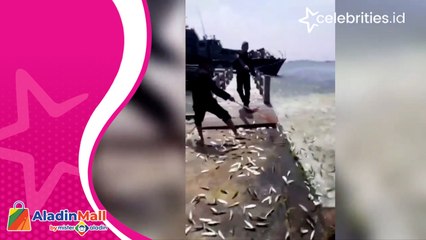 Fenomena Ribuan Ikan Melompat ke Daratan di Kepulauan Seribu, Warga Panen Ikan