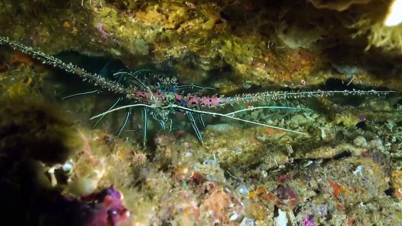 Great Blue Wild - Se2 - Ep04 - Indonesia - The Secret Life of Manta Rays HD Watch HD Deutsch