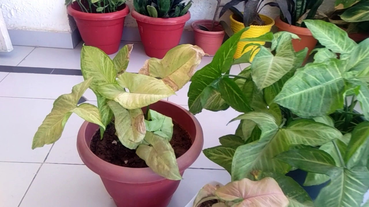 Syngonium winter care