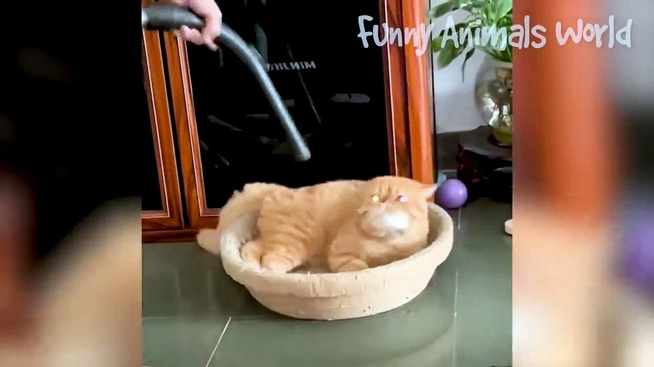 Funniest Dogs And Cats Videos  - Best Funny Animal Videos 2022  #7