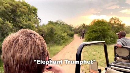 30 Scariest Elephant Encounters of the Year