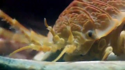 Strange Evidence - Se2 - Ep06 HD Watch HD Deutsch