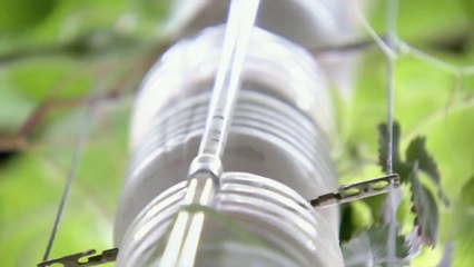 Making Hydroponics At Home Using Plastic Bottles Located on Your Window Wall