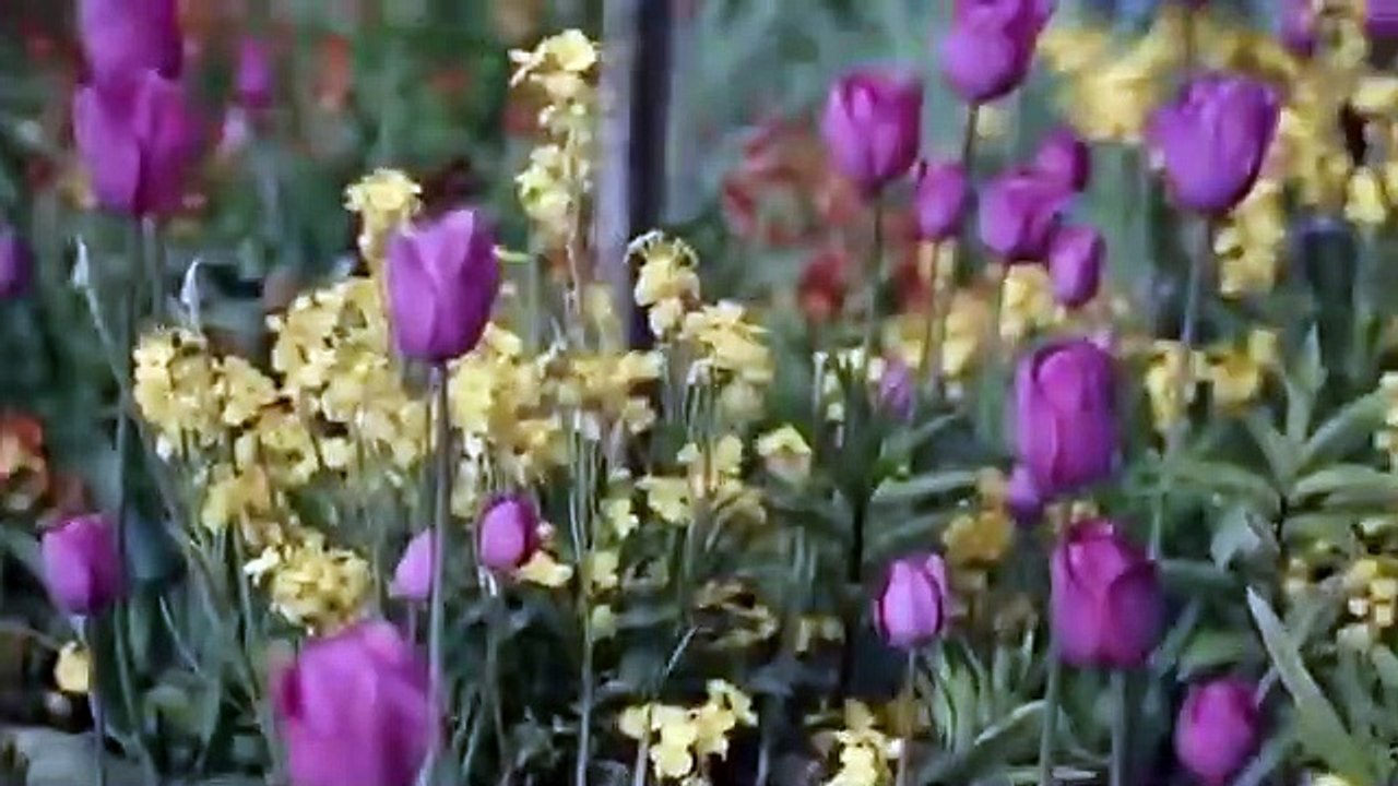 Mystery of the Lost Paintings - Se1 - Ep02 - Mystery of the Lost Monet HD Watch HD Deutsch